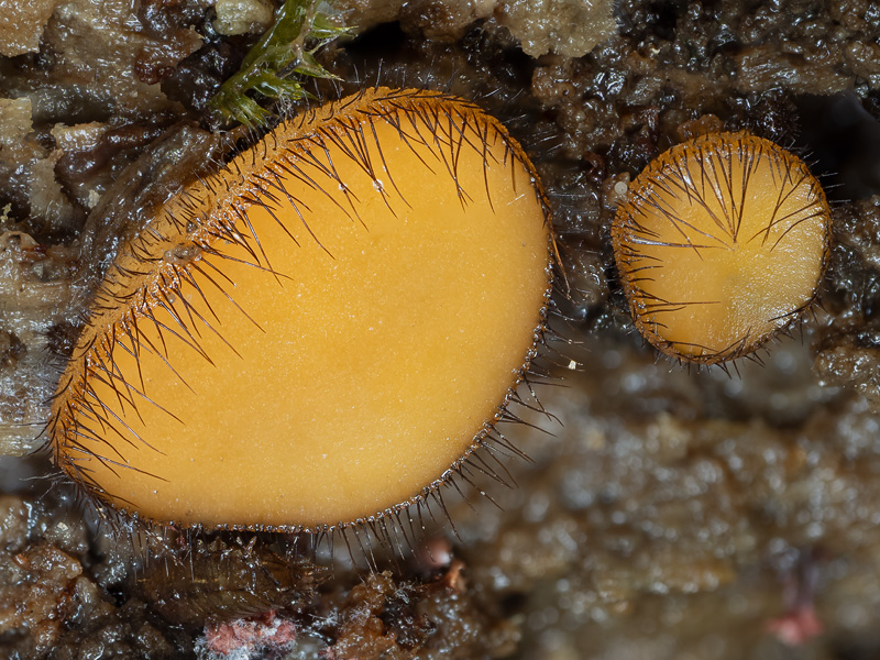 Scutellinia crinita